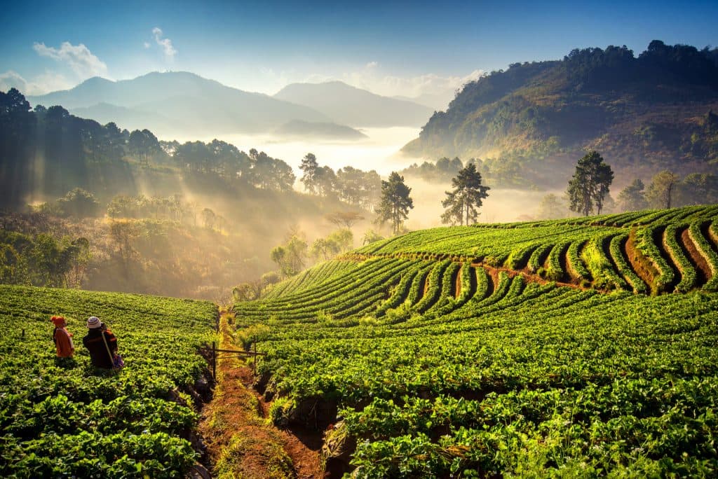 Chiang Mai